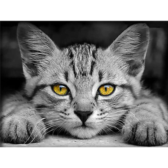 Kíváncsi macska - gyémántszemes kirakó