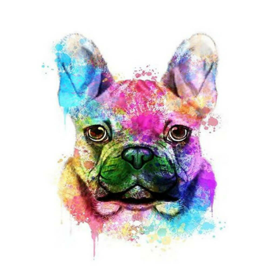 Színes bulldog kutya - számfestő készlet kerettel
