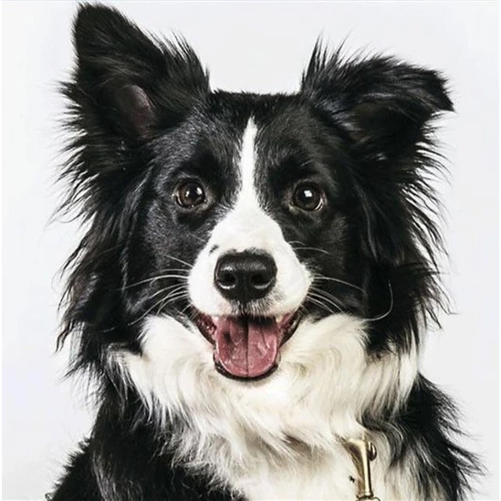 Border collie kutya - gyémántszemes kirakó
