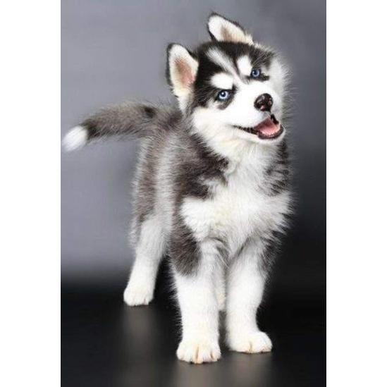 Husky kölyökkutya - gyémántszemes kirakó