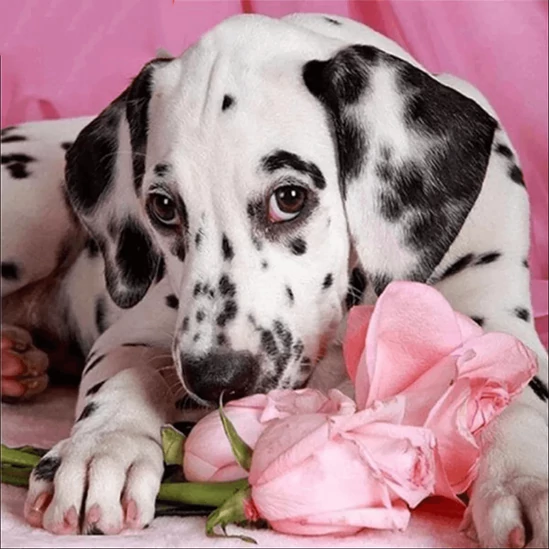 Dalmata kutya - gyémántszemes kirakó