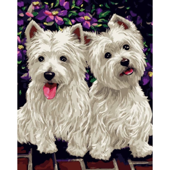 Westie kutyusok - számfestő készlet kerettel