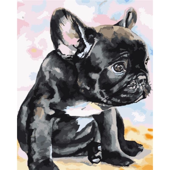 Francia bulldog kutya - számfestő készlet kerettel