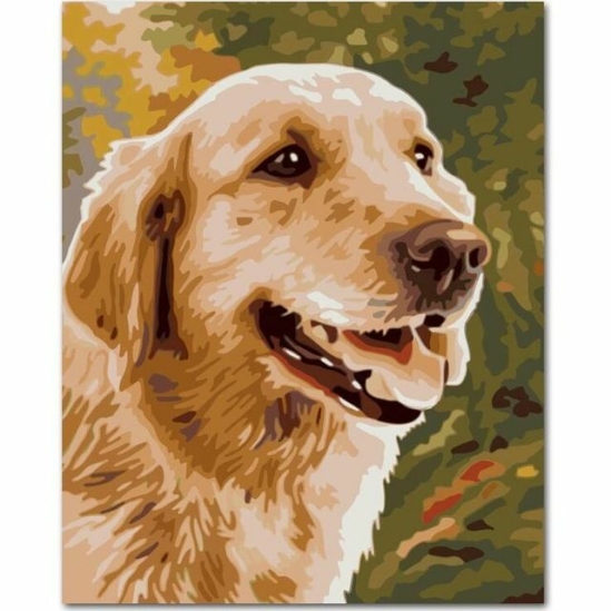 Golden retriever kutya - számfestő készlet kerettel