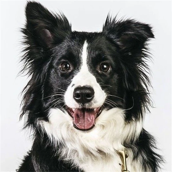 Border collie kutya - számfestő készlet kerettel