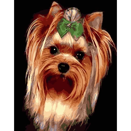 Yorkie kutyus - számfestő készlet kerettel