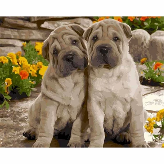 Shar pei kutyák - számfestő készlet kerettel