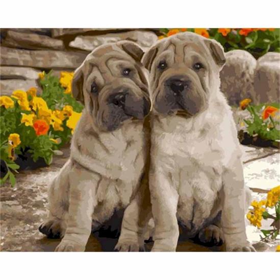 Shar pei kutyák - számfestő készlet kerettel