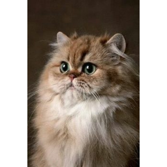 Perzsa macska - gyémántszemes kirakó