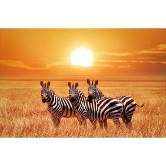 Zebrák a szavannán - gyémántszemes kirakó