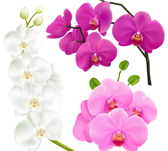 Orchidea rajongóknak orchideás képek is elérhetőek